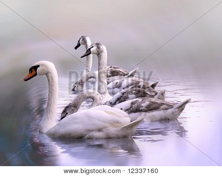 Белый лебедь и группой молодых лебедей, плавающего на воде
