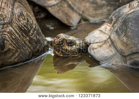 Galapagos giant tortoise in pond behind another
