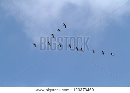 A Flock Of Geese Migrating Birds Flying Through The Sky. Cant Geese Returned From Warm. Birds Fly Aw