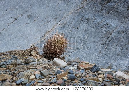 Cottontop Cactus growing in the narrow slot of Marble Canyon in Death Valley National Park.
** Note: Soft Focus at 100%, best at smaller sizes