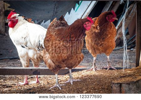One white and two brown chickens in the village in the sunny day under a saw for cutting wood
** Note: Soft Focus at 100%, best at smaller sizes