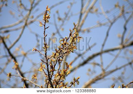 image of many ament on tree at day