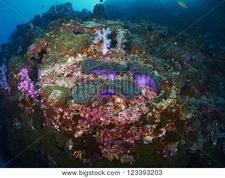 Anemoneor Actinia home or clownfish urticante marine animal