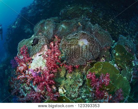 Anemoneor Actinia home or clownfish urticante marine animal