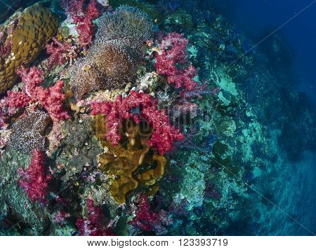 Anemoneor Actinia home or clownfish urticante marine animal