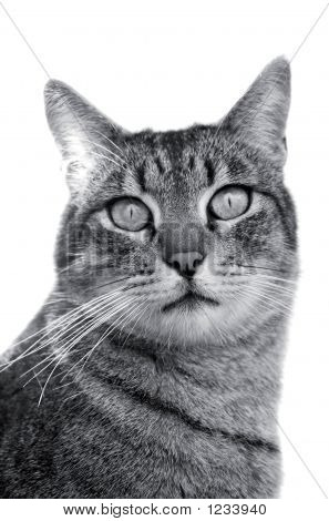 Tabby cinza bonito