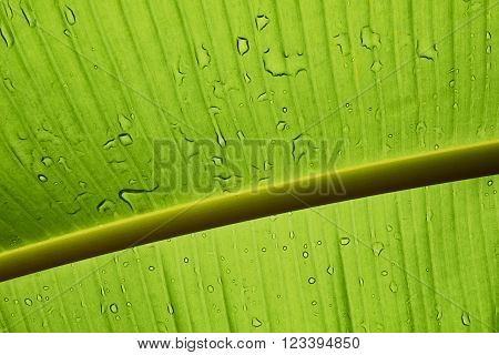 Close up of a backlit green banana leaf with water droplets
