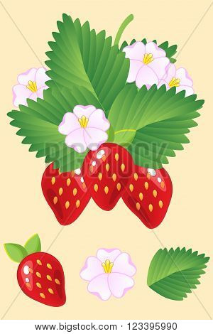 Ripe Juicy Red Strawberries Isolated With Leaves And Flowers. Vector