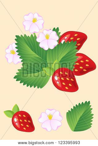 Ripe Juicy Red Strawberries Isolated With Leaves And Flowers. Vector