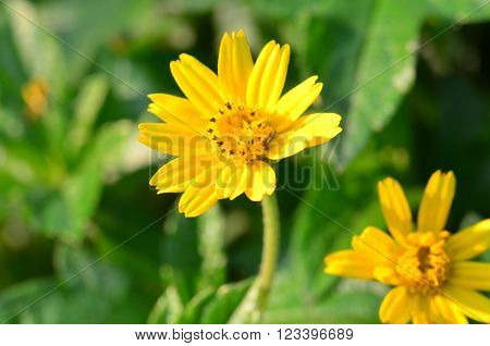 beautiful yellow flower in thailand  (flower grass)