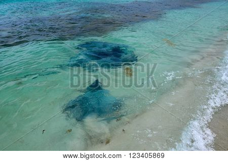 Wild smooth and eagle sting rays in the turquoise-green Indian Ocean waters at Hamelin Bay in Western Australia.