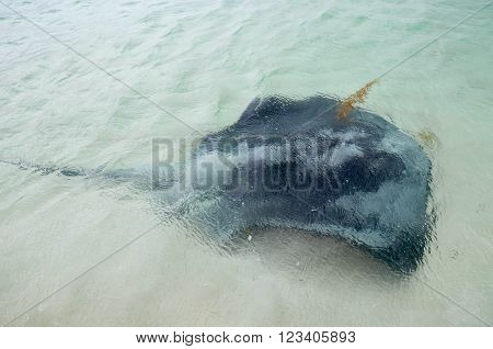 Wild friendly sting ray swimming in the Indian Ocean waters at Hamelin Bay in Western Australia.