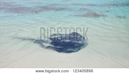 Wild friendly smooth black sting ray in the shallow Indian Ocean waters at the beach in Hamelin Bay, Western Australia.