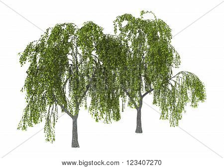3D Illustration of green willows or sallows or osiers isolated on white background