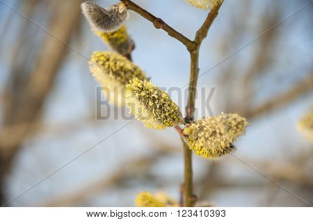 Pussywillow branches (Salix caprea) in early spring nature. Pussy-willow branch and Blue Sky macro.