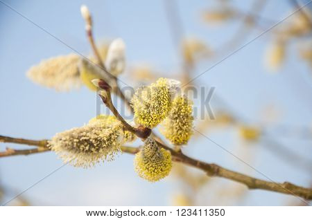 Pussywillow branches (Salix caprea) in early spring nature. Pussy-willow branch and Blue Sky macro.