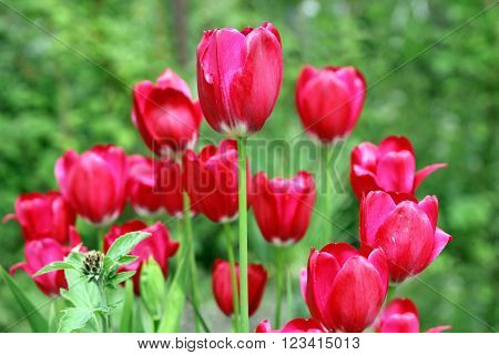TulipBouquet of red tulips flowers on a background of green leaves