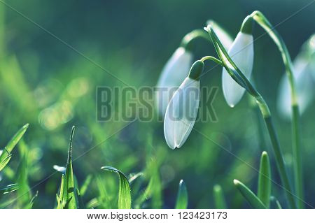 Snowdrops (Galanthus nivalis) Flowers in spring season. Beautiful natural blurred background with sun rays.