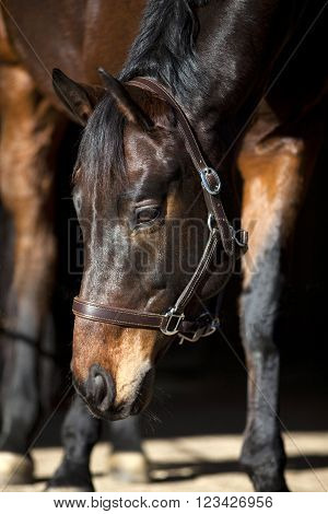 attentive dark brown horse on black background