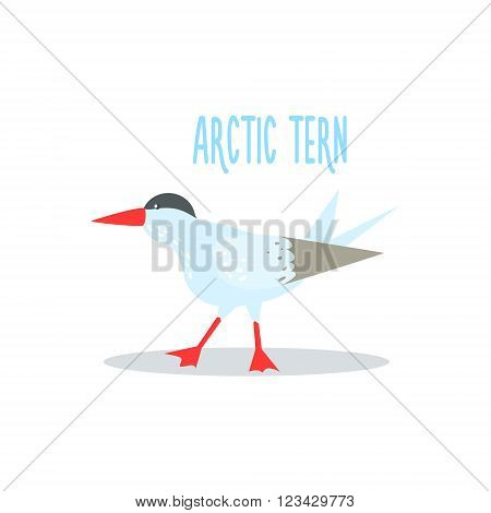 Arctic Tern Drawing For Arctic Animals Collection Of Flat Vector Illustration In Creative Style On White Background