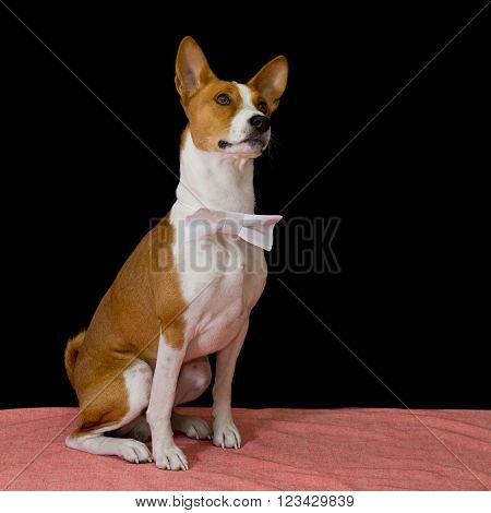 Studio portrait of brave Basenji dog wearing bow-tie