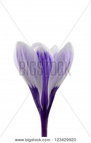 Crocus