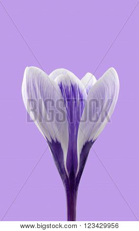 Purple and white striped crocus flower variety 'Pickwick'.