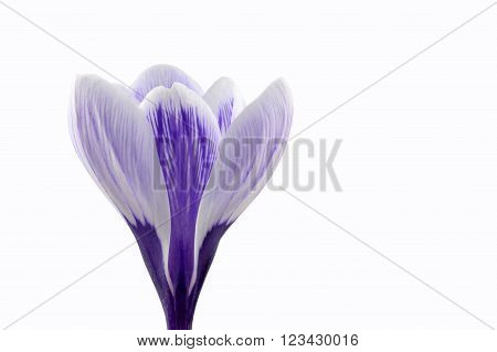 Crocus