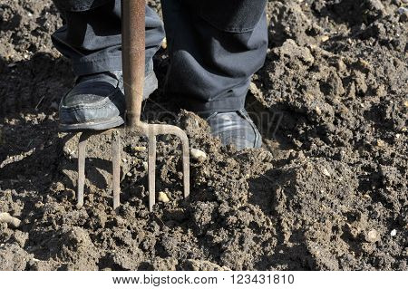 Gardener preparing vegetable plot soil by digging with a garden fork.