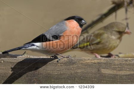 Bullfinch