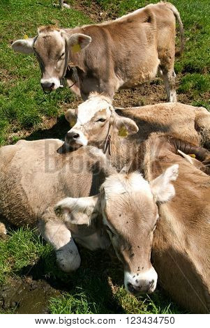 Group of calves on the Swiss alps