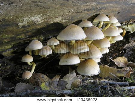 Sulphur Tuft fungi Hypholoma Fasciculare in woodland.
** Note: Shallow depth of field