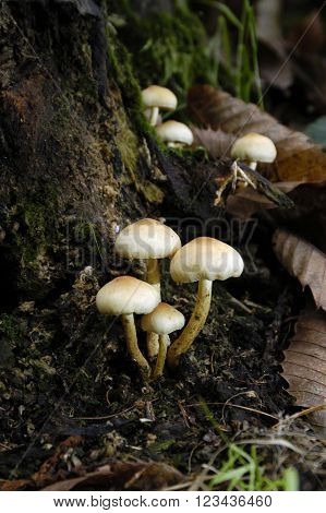 Sulphur Tuft fungi Hypholoma Fasciculare in woodland.
** Note: Soft Focus at 100%, best at smaller sizes