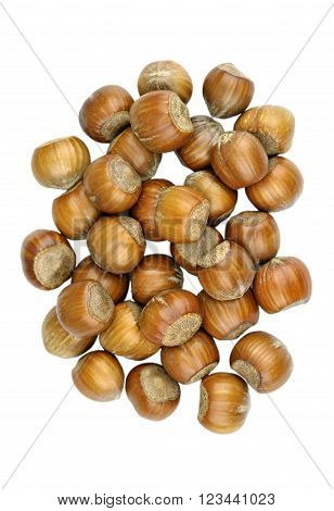 Hazelnuts also called cob or filbert nuts.
