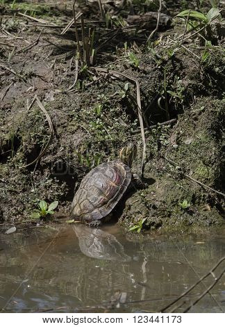 Wild terrapin seen in the River Plate Delta Argentina