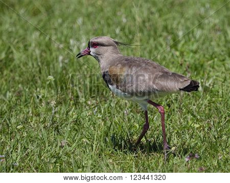 The southern lapwing (Vanellus chilensis) seen in the Ibera Wetland area of Argetina