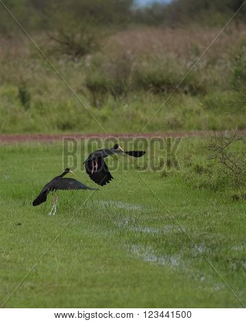 The sharp-tailed ibis (Cercibis oxycerca) seen in Ibera Wetland Argentina
