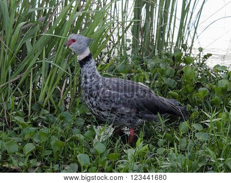 The southern screamer (Chauna torquata) seen in Ibera wetland area of Argentina.
** Note: Visible grain at 100%, best at smaller sizes