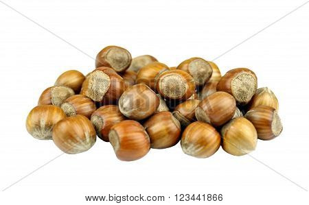 Hazelnuts also called cob or filbert nuts.