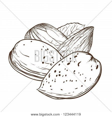 Almond vector isolated on white background. Almond seeds. Engraved vector illustration of leaves and nuts of Almond. Almond in vintage style.