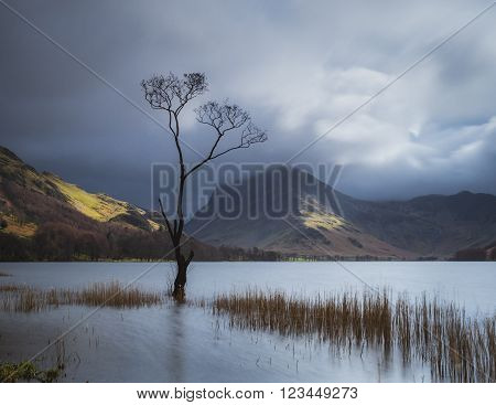 Single tree standing in the waters of Buttermere with Fleetwith Pike in the background.