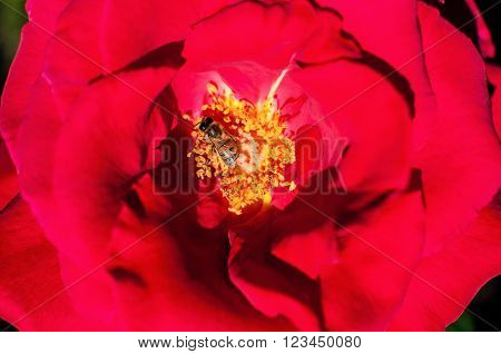 Red rose petals and stamens and bee feading inside it