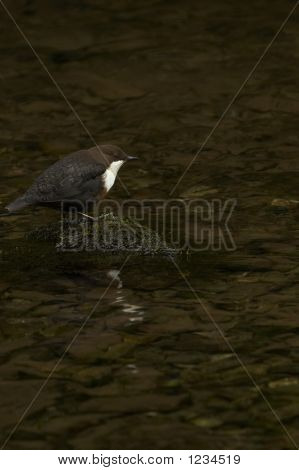 Dipper - Cinclus Cinclus