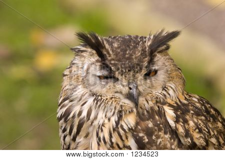 Eagle Owl