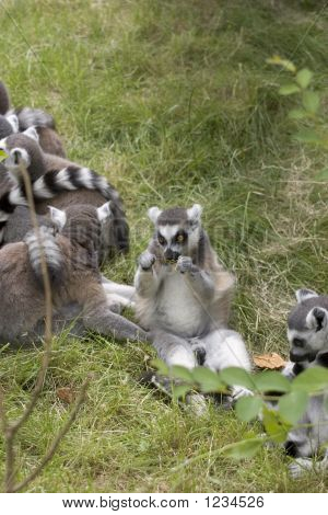 Lemur de alimentação