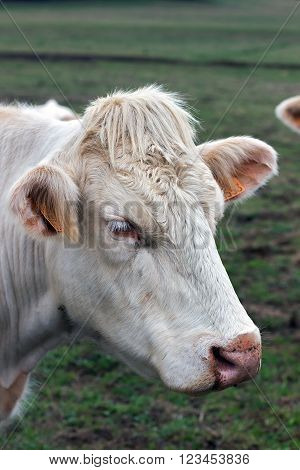 Closeup image Brahman heifer, beige cow with identification ear tags