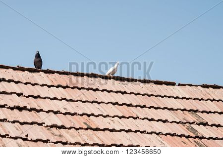grey and white pigeons walking in opposite directions on old roof of one house