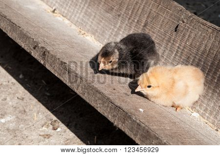 Two Cure Yellow And Black Little Chicken On A Farm, Standing On Wood At The Sun