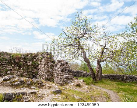 figs near the ancient fortress on the mountain