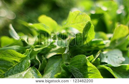 green  leaves as a very green natural background
